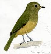 Ochre-bellied Flycatcher