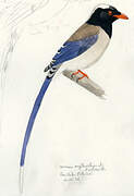 Red-billed Blue Magpie