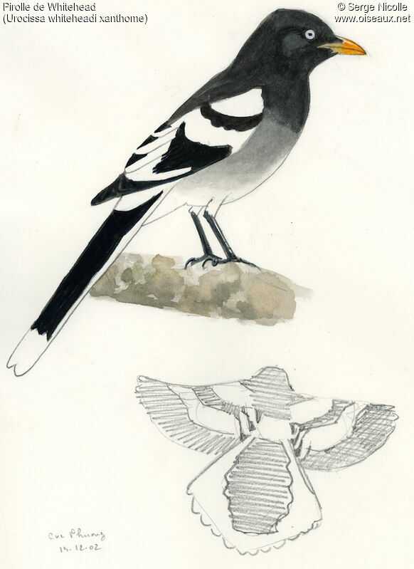 White-winged Magpie, identification