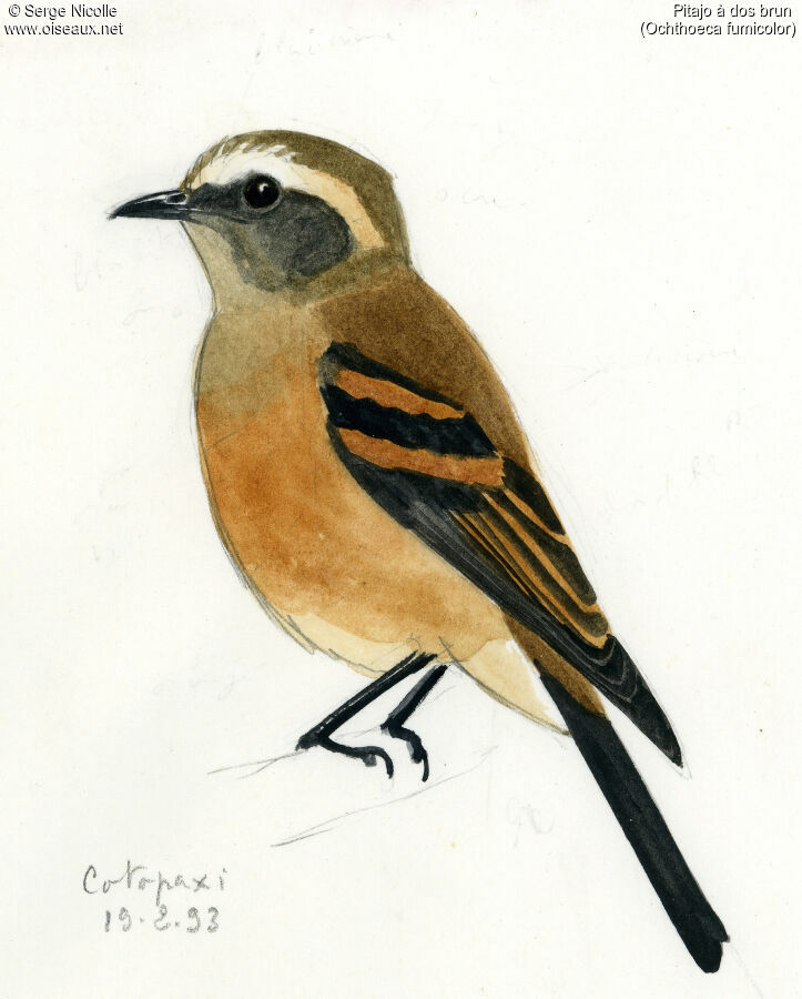 Brown-backed Chat-Tyrant, identification