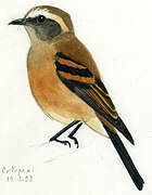 Brown-backed Chat-Tyrant