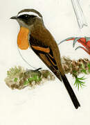 Rufous-breasted Chat-Tyrant