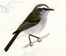 White-browed Chat-Tyrant