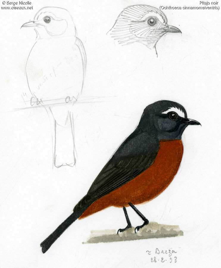 Slaty-backed Chat-Tyrant, identification