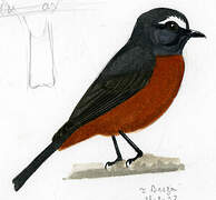 Slaty-backed Chat-Tyrant