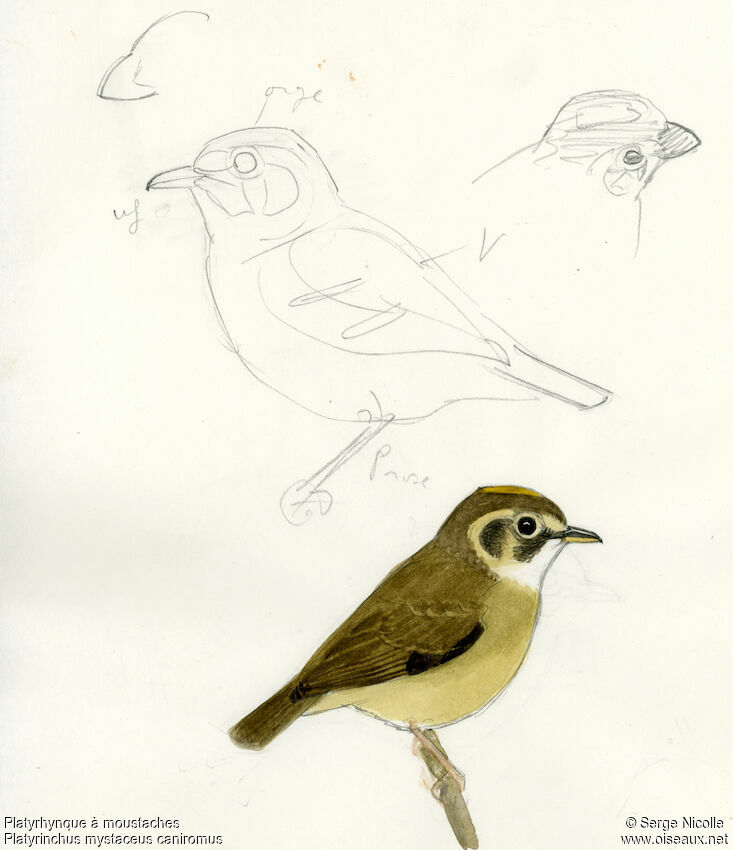 White-throated Spadebill, identification