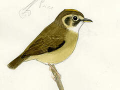 White-throated Spadebill