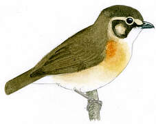 White-throated Spadebill