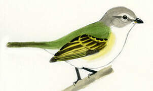 Grey-crowned Flatbill