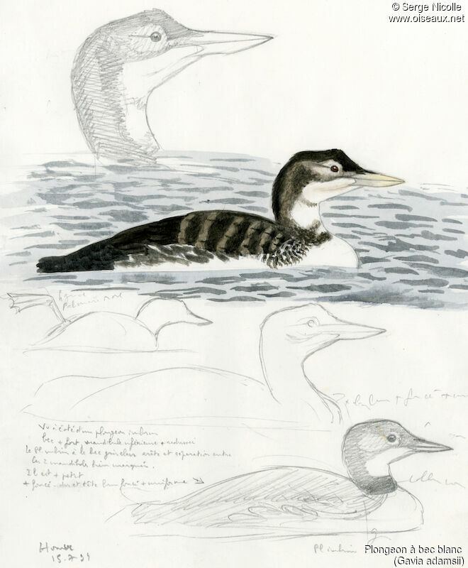 Yellow-billed Loon, identification