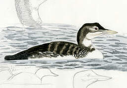 Yellow-billed Loon