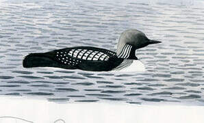 Pacific Loon