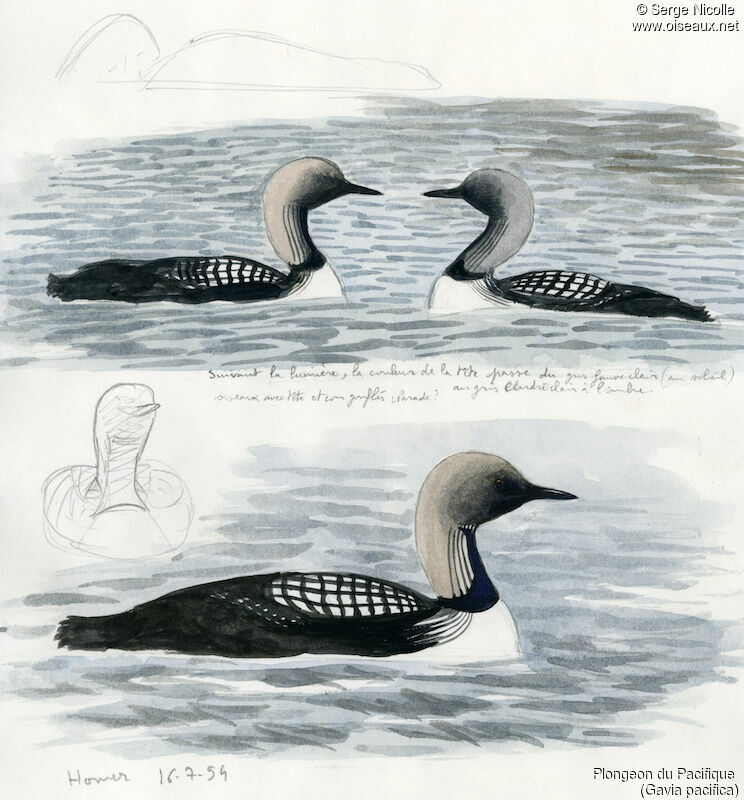 Pacific Loonadult breeding, identification