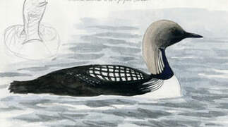 Pacific Loon