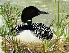 Common Loon