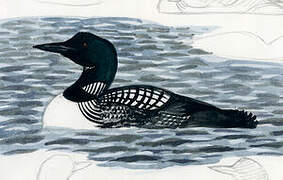 Common Loon