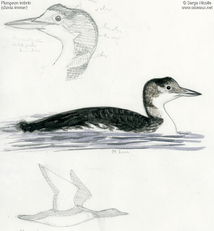 Common Loon, identification