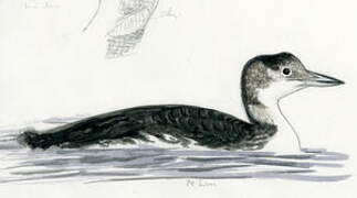 Common Loon