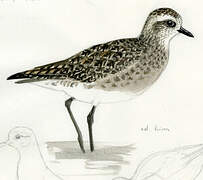 American Golden Plover