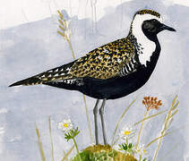 American Golden Plover