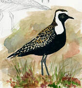 American Golden Plover