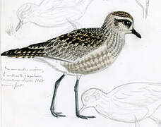 American Golden Plover