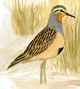 Tawny-throated Dotterel