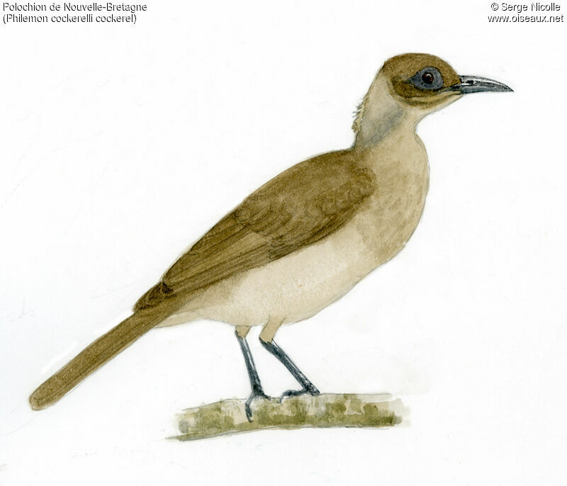 New Britain Friarbird, identification