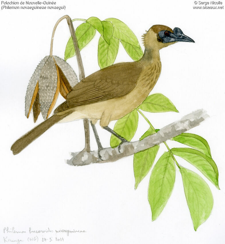 New Guinea Friarbird, identification