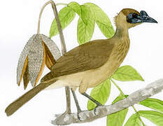 New Guinea Friarbird