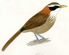 Streak-breasted Scimitar Babbler