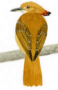 Tropical Royal Flycatcher