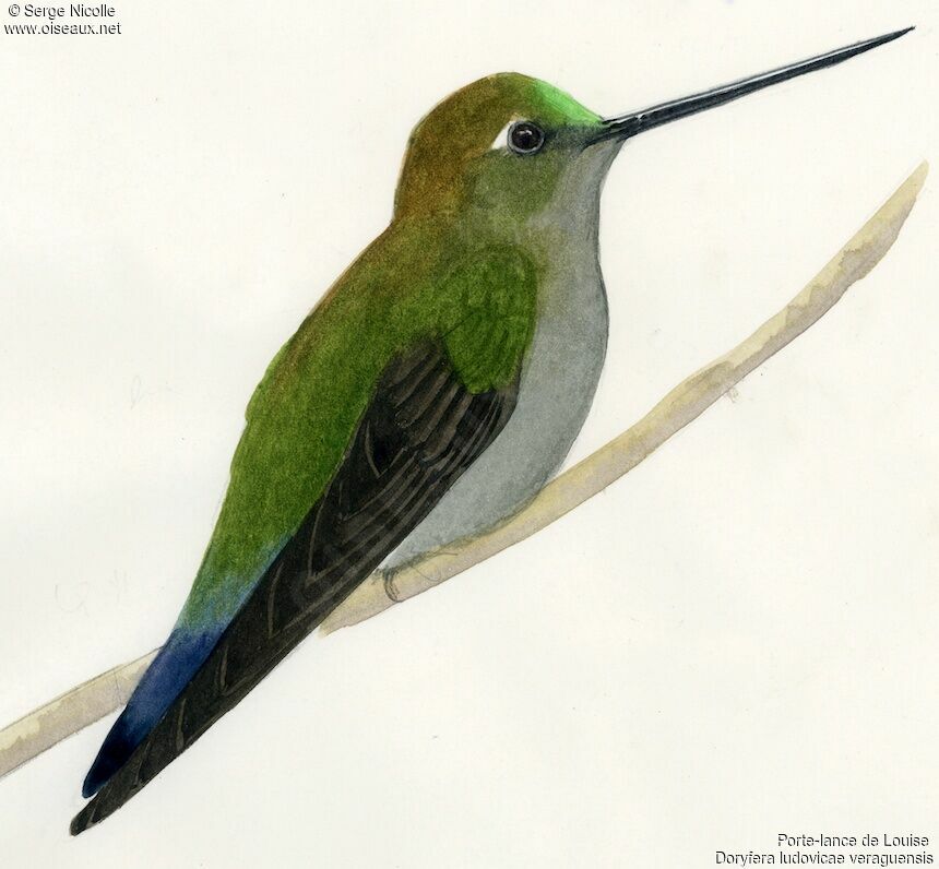 Green-fronted Lancebill, identification