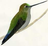 Green-fronted Lancebill