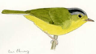 Grey-crowned Warbler