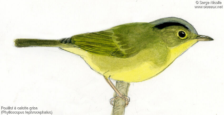 Grey-crowned Warbler, identification