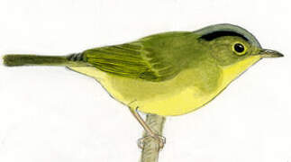 Grey-crowned Warbler