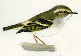 Lemon-rumped Warbler