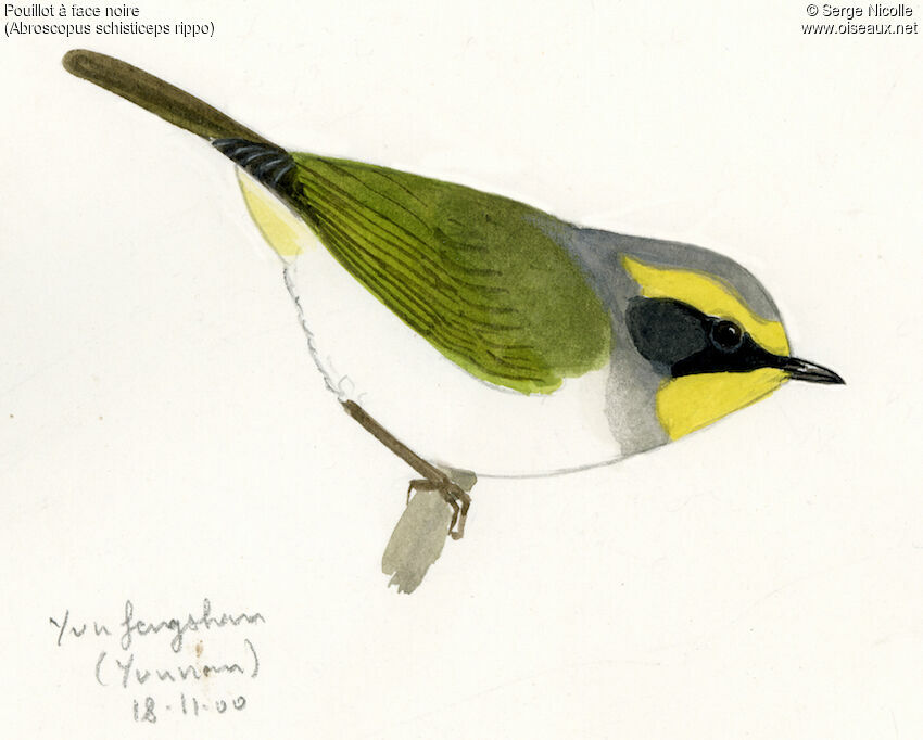 Black-faced Warbler, identification