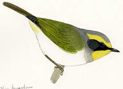 Black-faced Warbler