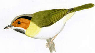 Rufous-faced Warbler