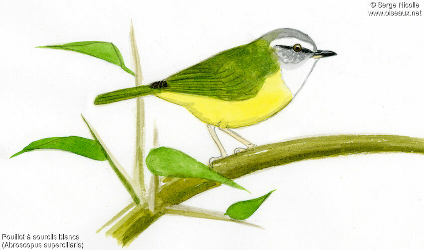 Yellow-bellied Warbler, identification