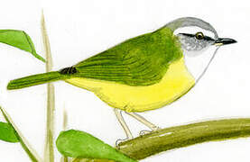 Yellow-bellied Warbler