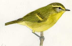 Mountain Leaf Warbler