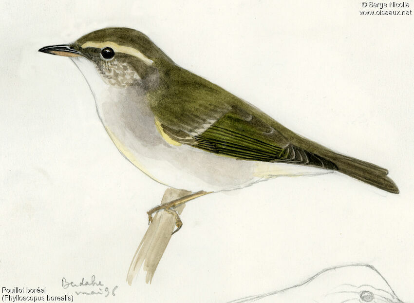 Arctic Warbler, identification