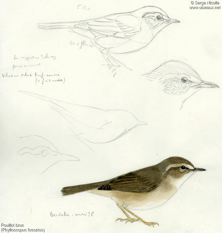 Dusky Warbler, identification