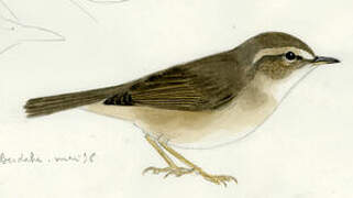 Dusky Warbler