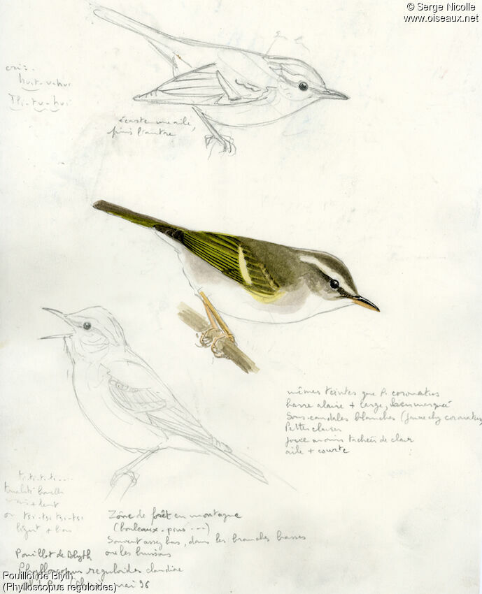 Blyth's Leaf Warbler, identification