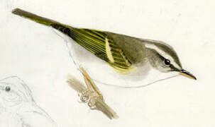 Blyth's Leaf Warbler