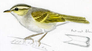 Davison's Leaf Warbler